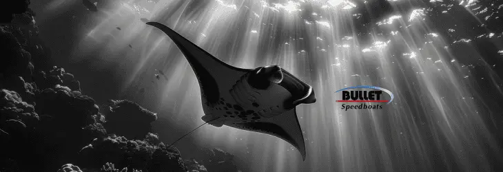 Night Snorkeling Guide